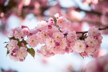spring and beautiful cherries that bloom in the sun