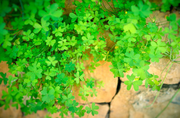 Clover on the stone wall