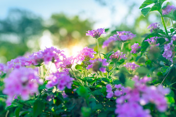 Beautiful purple flowers