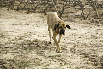 Dog fila brasileiro