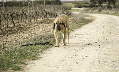 Dog fila brasileiro