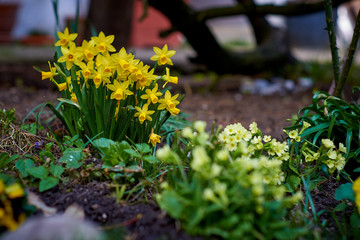 Daffodils in the springtime sun in the english garden in munich