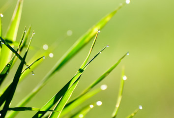 Fresh morning on the grass at sunrise. Nature background.