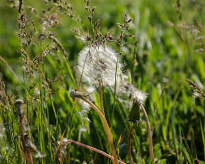 Dandelions on green grass