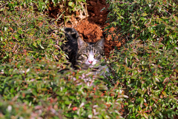 Cat in garden / Hidden tiger cat in house garden, behind green leaves / Street kitty is also hidden in grass and looking up straight in camera / Pet animals.