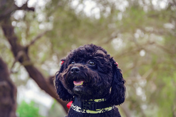 happy seated black poodle