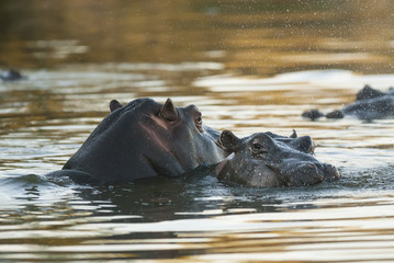 Fototapeta premium Hippopotamus , Kruger National Park , Africa