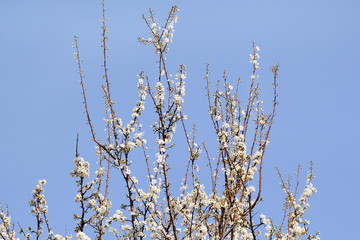 White cherry blossom / Flowering fruit trees / Blossoming apricot against the blue sky / Almond flowers / Spring and summer flowers background and beautiful natural environment.