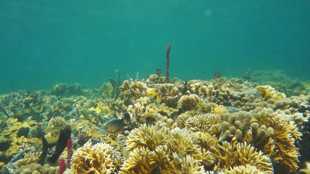 Caribbean sea coral reef underwater, Bocas del Toro, Panama, Central America, 50fps
