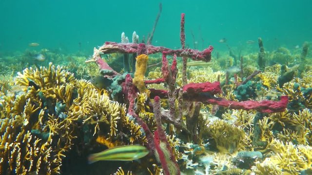 Caribbean seabed with colorful sea sponges in a coral reef of Bocas del Toro, Panama, Central America, 50fps
