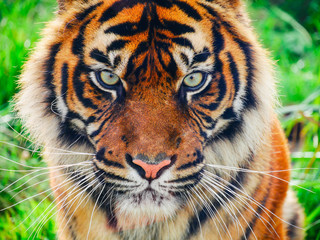 Close up of a tiger's face