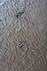 Shoeless human footprints in the mud.