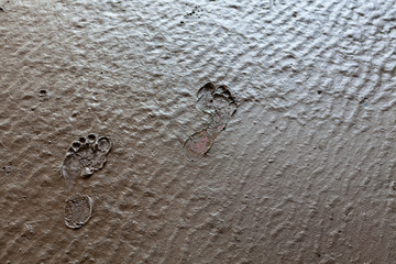 Shoeless human footprints in the mud.