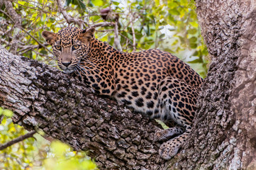 Sri Lankan leopard (Panthera pardus kotiya), predator native to Sri Lanka. Wildlife, Yala National Park.