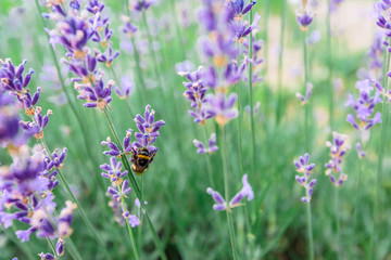 Bumblebee sits on a lavender blossom