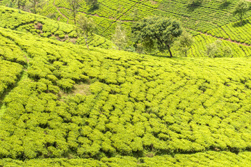 Hill country tea plantation in the Central Highlands near Nuwara Eliya, Sri Lanka, Asia.