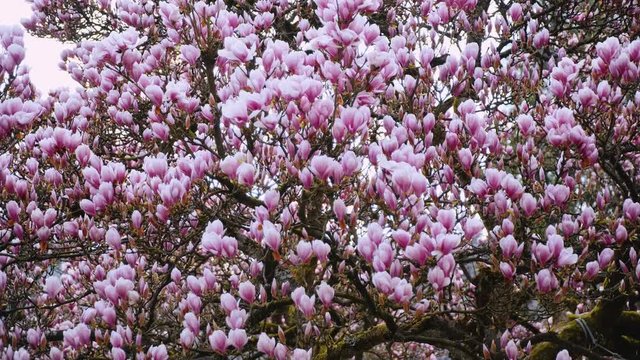 pink magnolia bud, flowers of the pink magnolia.
