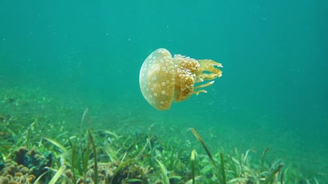 A spotted jelly jellyfish swims, Mastigias sp&nbsp;., invasive specie in the Caribbean sea, underwater scene, Bocas del Toro, Central America, Panama
