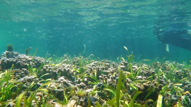 Man underwater swims in a shallow coral reef with seagrass and small fish, Caribbean sea, 50fps
