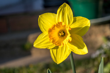 Fototapeta premium Springtime