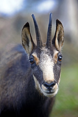 Portrait of a curious Chamois, looking toward camera, close up