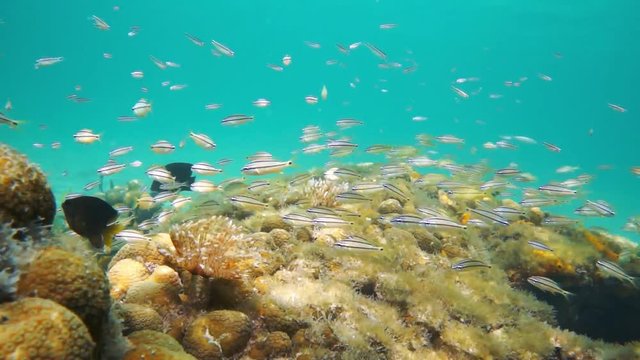 A shoal of fish (juvenile French grunt fish) on a reef with some marine worms and damselfish, underwater scene, natural light, Caribbean sea, Central America, Panama, 50fps
