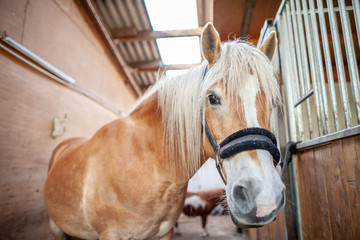 A brown horse stands in a stable