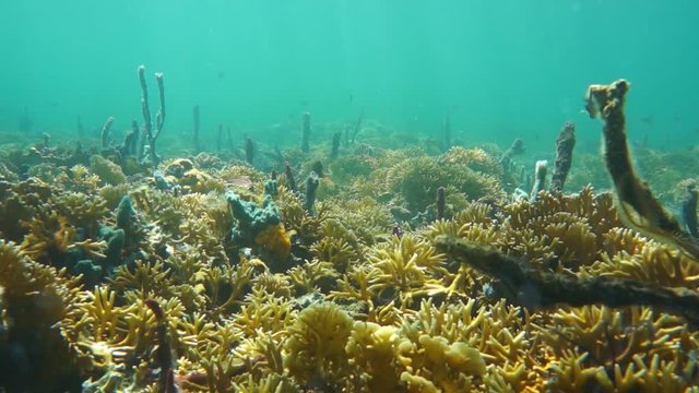 Underwater landscape in a reef of the Caribbean sea with branching fire coral, sponge and fish, 50fps
