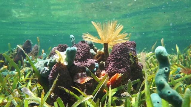 Underwater sea life with colorful sponges and marine worm on a shallow grassy seabed in the Caribbean sea, 50fps
