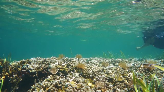 A man snorkeling on a shallow reef with finger coral and marine worms, underwater scene, Caribbean sea, 50fps
