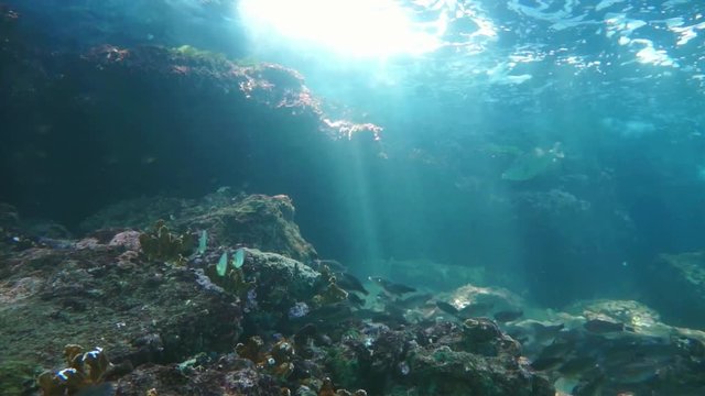 Underwater, waves breaking on reef with sunbeams through water surface and a shoal of fish, natural sunlight, Caribbean sea, 50fps
