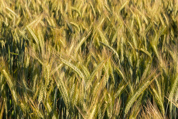 Summer barley on a sunny day