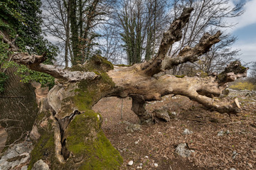 A fallen dead tree in spring on the island Cres