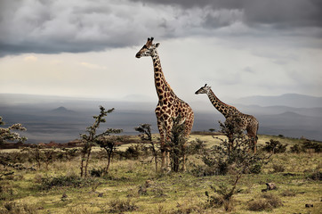 Fototapeta premium Giraffes - Ngorongoro Conservation Area,Tanzania.