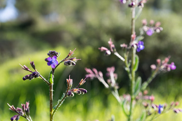 Visiting Lahav Forest in northern Negev