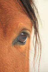 cheval