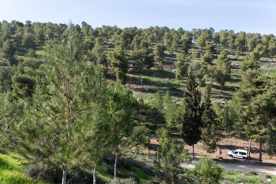 Visiting Lahav Forest in northern Negev