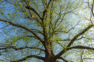 Baum