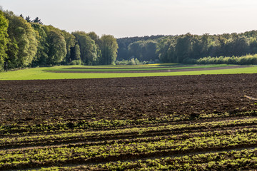 Agrarlandschaft