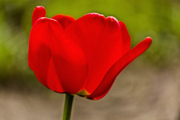 Tulips blossomed in spring on the backyard