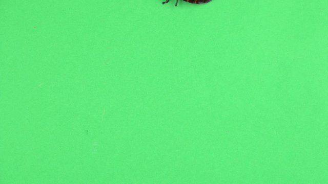 Two madagascar cockroach crawls. Green screen. View from above