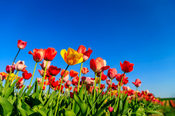 Red tulips on a field with blue sky and sunshine