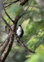 Saint Lucia White-Breasted Trasher is one the five endemic birds you can see along the nature trail in rain forest in Millet Bird Sanctuary Trail, St Lucia