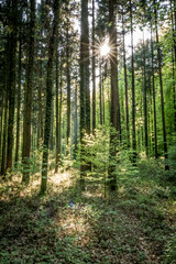 Fototapeta na wymiar Sonnenstrahlen im Wald