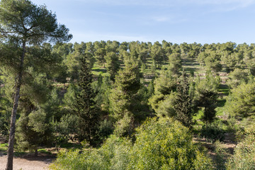 Fototapeta na wymiar Visiting Lahav Forest in northern Negev