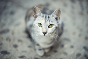 Retrato de gato gris sentado en el suelo mirando a c√°mara directamente con ojos verdes intensos
