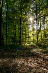 Sonnenstrahlen im Wald