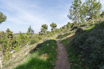 Fototapeta na wymiar Visiting Lahav Forest in northern Negev