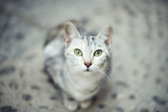Retrato de gato gris sentado en el suelo mirando a c&radic;&deg;mara directamente con ojos verdes intensos