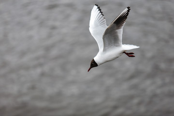 Seagull